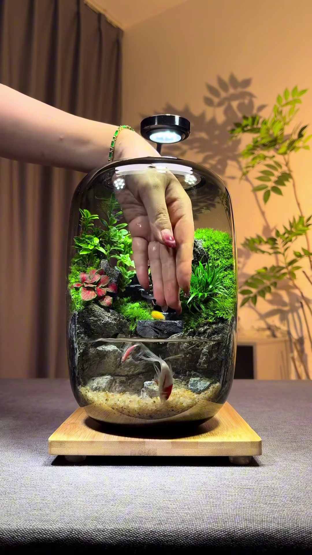 A Miniature World in a Jar: Nature’s Art at Your Fingertips - Image 3